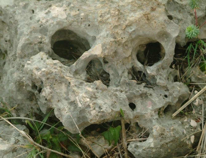 Sculture naturali